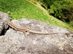 Podarcis muralis