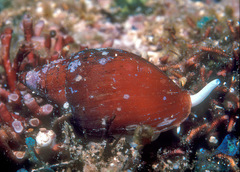 Nebularia fastigium