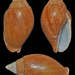 Nebularia fastigium - Photo (c) uwkwaj,  זכויות יוצרים חלקיות (CC BY-NC), הועלה על ידי uwkwaj