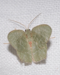 Hemithea aestivaria