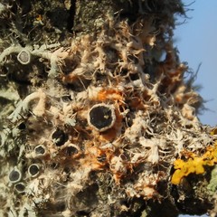 Laetisaria lichenicola