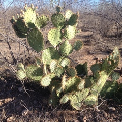 Opuntia engelmannii flavispina