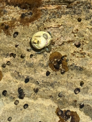 Pagurus samuelis