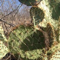 Opuntia engelmannii flavispina