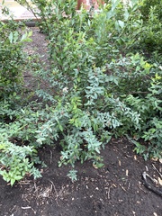 Spiraea cantoniensis