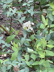 Spiraea cantoniensis