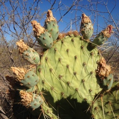 Opuntia engelmannii flavispina