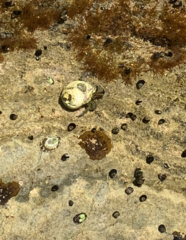 Pagurus samuelis