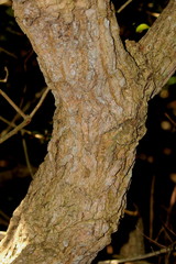 Tabernaemontana elegans