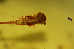 Eubranchipus bundyi
