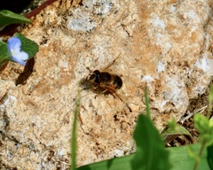 Eristalis