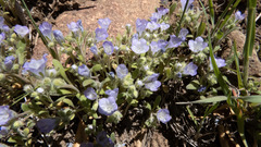 Phacelia curvipes