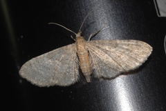 Eupithecia haworthiata