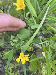 Oxalis macrantha
