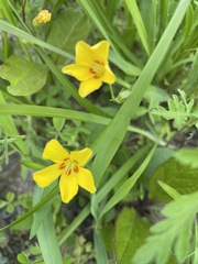 Oxalis macrantha