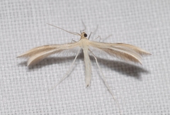 Merrifieldia malacodactylus