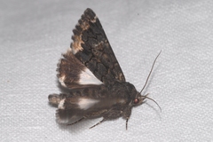Catephia alchymista