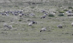 Anser albifrons albifrons