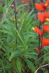 Castilleja tenuifolia