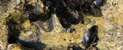Mytilus californianus