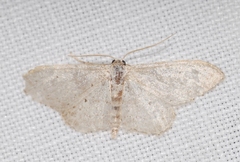 Idaea seriata