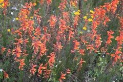 Castilleja tenuifolia
