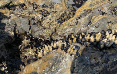 Mytilus californianus