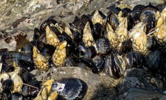 Mytilus californianus