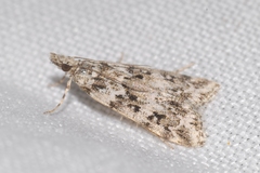 Eudonia lineola