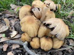 Coprinellus