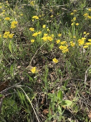 Physaria filiformis