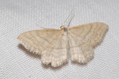Idaea macilentaria