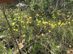 Physaria filiformis