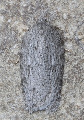 Acleris maximana
