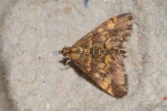 Pyrausta aurata