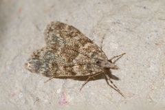 Eudonia truncicolella