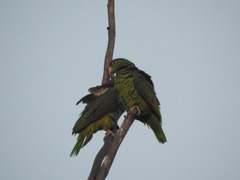Amazona viridigenalis