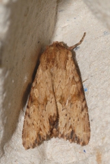 Apamea sublustris