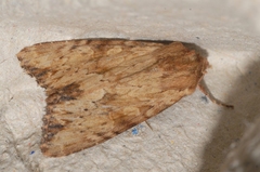 Apamea sublustris
