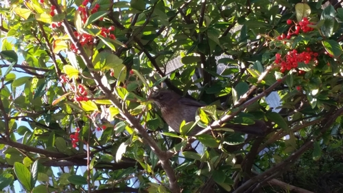 Turdus merula