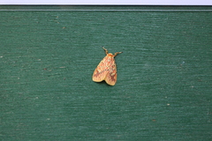 Barsine striata