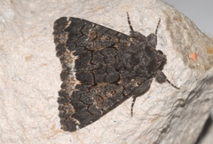 Catephia alchymista