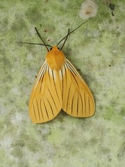 Pseudischnocampa