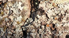 Parmelina carporrhizans
