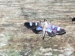 Desmia bajulalis