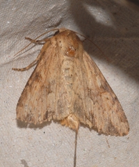 Apamea sublustris