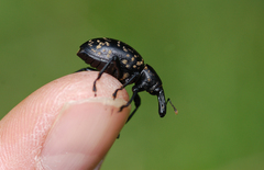 Liparus glabrirostris