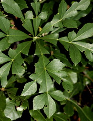 Cussonia zuluensis