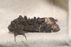 Catephia alchymista