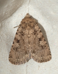 Amphipyra effusa